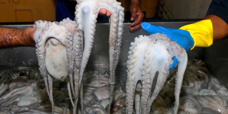 Pulpo impulsa economía pesquera; Campeche cerró 2025 con mayor producción y valor que en 2024