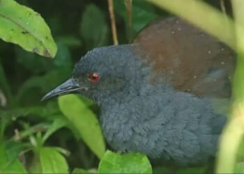 Una especie “perdida” que no desapareció del todo: reaparece el rascón de Galápagos
