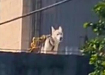 ¡A pleno rayo de sol! Abandonan a Husky en la azotea;  investigan presunto maltrato