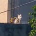 ¡A pleno rayo de sol! Abandonan a Husky en la azotea;  investigan presunto maltrato