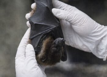 ¿Qué hacer ante el virus Nipah?; India confirma cinco casos