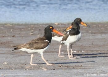¿Te imaginas volar 3 mil kms? Un ave migratoria viajó desde Delaware hasta Ciudad del Carmen