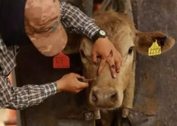 Campeche entre los estados con más casos de gusano barrenador