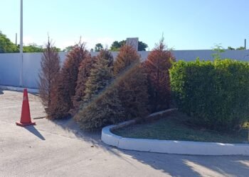 ¿Aún tienes tu arbolito? Todavía estás a tiempo de reciclarlo