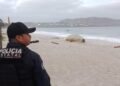 Panchito, el elefante marino que sigue recorriendo las playas de Nayarit