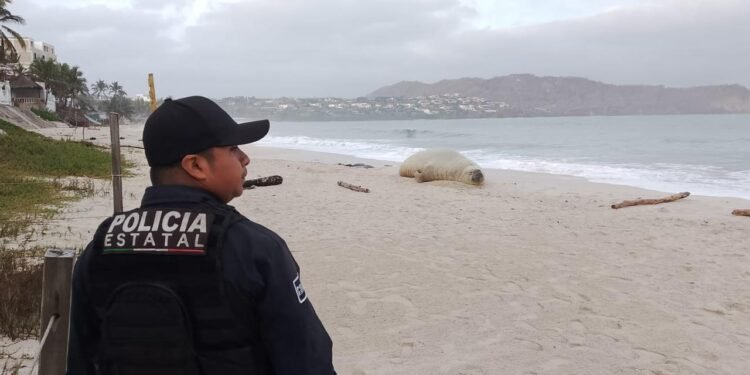 Panchito, el elefante marino que sigue recorriendo las playas de Nayarit