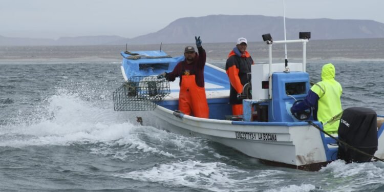 Restringen pesca de siete especies marinas en el Golfo