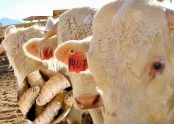 Campeche despliega su ofensiva sanitaria contra el gusano barrenador