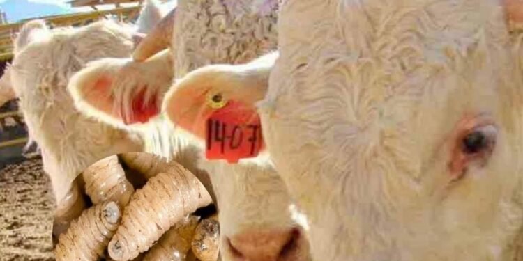 Campeche despliega su ofensiva sanitaria contra el gusano barrenador