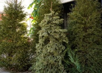 Reactivan acopio de árboles navideños en Campeche