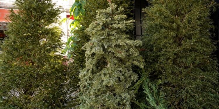 Reactivan acopio de árboles navideños en Campeche