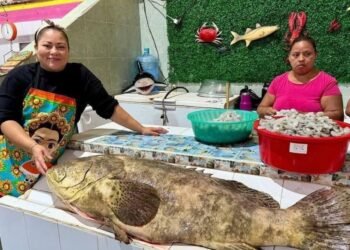 Cherna gigante de 47 kilos emerge tras frente frío y sorprende a pescadores