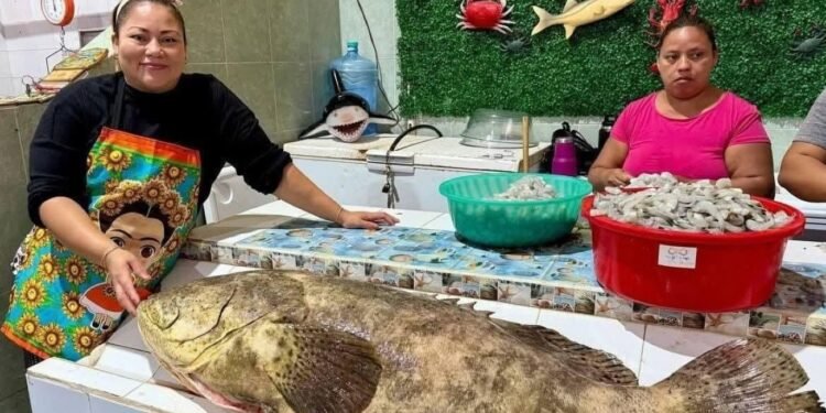 Cherna gigante de 47 kilos emerge tras frente frío y sorprende a pescadores