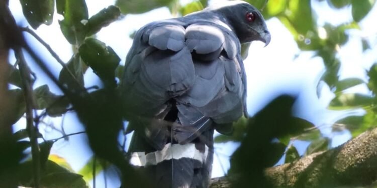 Gallinas en alerta: gavilán zancón sorprende en Champotón