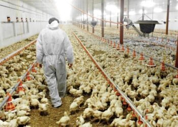 Pilgrim’s invertirá 2,600 mdp en el estado y generará más de 2,450 empleos en el sector avícola