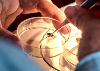 Campeche, bajo control sanitario por gusano barrenador