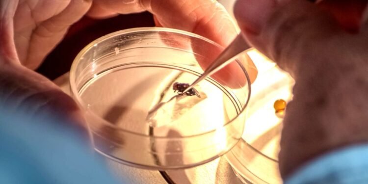 Campeche, bajo control sanitario por gusano barrenador