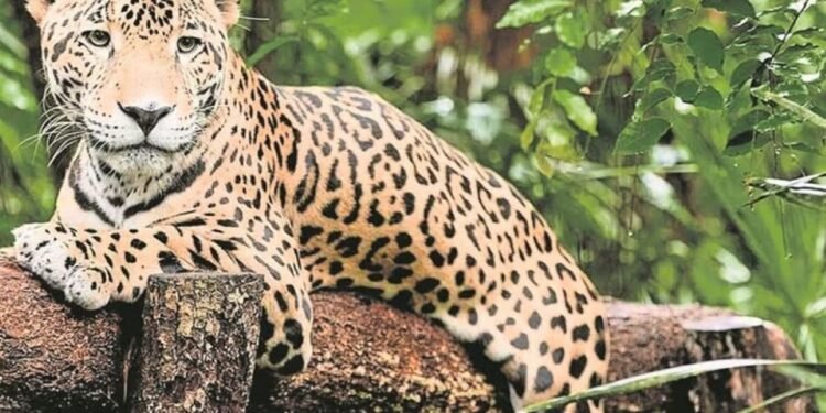 Campeche es la principal guarida del jaguar en México, creció 10% el número de ejemplares