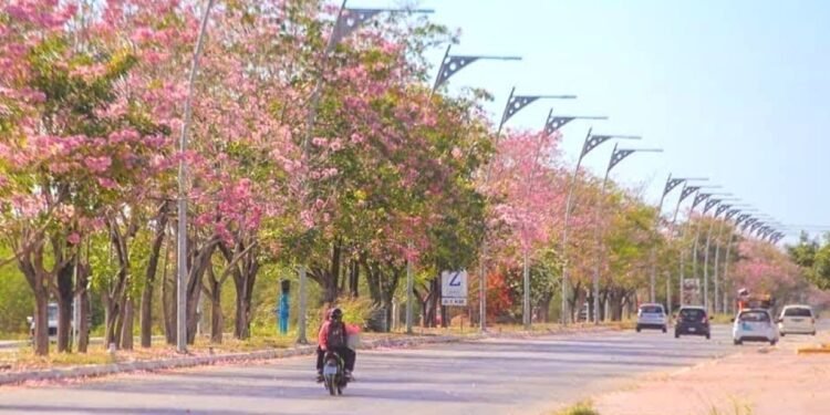El “sakura” mexicano: así florece el maculís o guayacán rosado en ciudades del sur del país