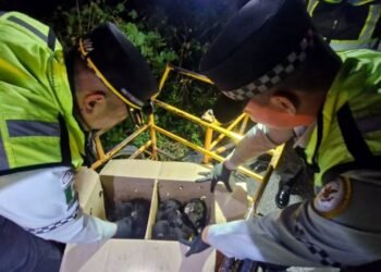 Tráfico ilegal sigue acechando a especies en peligro: rescatan nueve monos araña