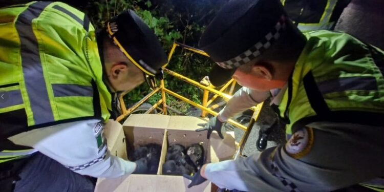 Tráfico ilegal sigue acechando a especies en peligro: rescatan nueve monos araña