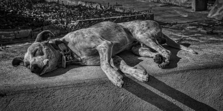 Inician carpeta de investigación por muerte y posible consumo de un perrito