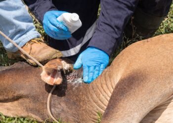 EU y México activan campaña contra el gusano barrenador