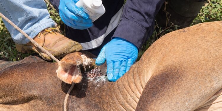 EU y México activan campaña contra el gusano barrenador