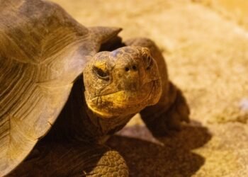 Con ciencia espacial, Galápagos vuelve a tener tortugas gigantes en libertad