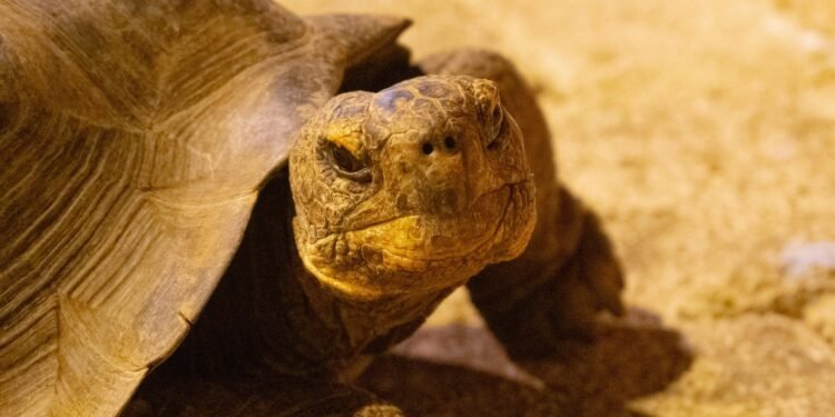 Con ciencia espacial, Galápagos vuelve a tener tortugas gigantes en libertad