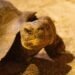 Con ciencia espacial, Galápagos vuelve a tener tortugas gigantes en libertad