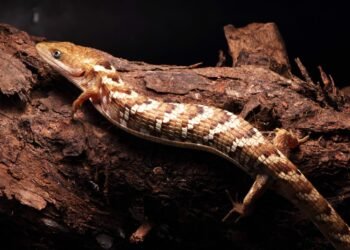 Nueva especie; lagartija caimán revela la complejidad de la biodiversidad en México