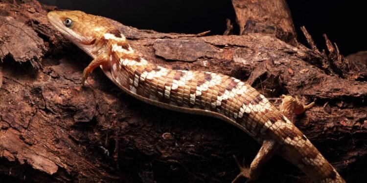 Nueva especie; lagartija caimán revela la complejidad de la biodiversidad en México