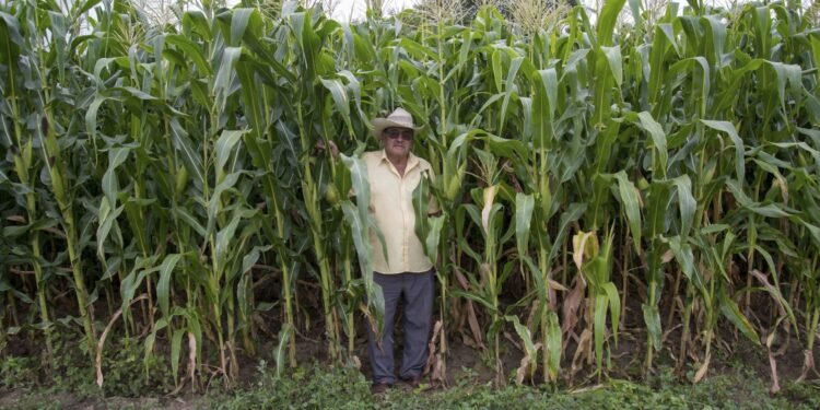 Arranca jornada de incentivos federales para fortalecer el campo campechano