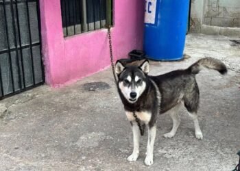 Maltrato a lomitos puede costar cárcel: Fiscalía actúa en Tepeyac y Minas