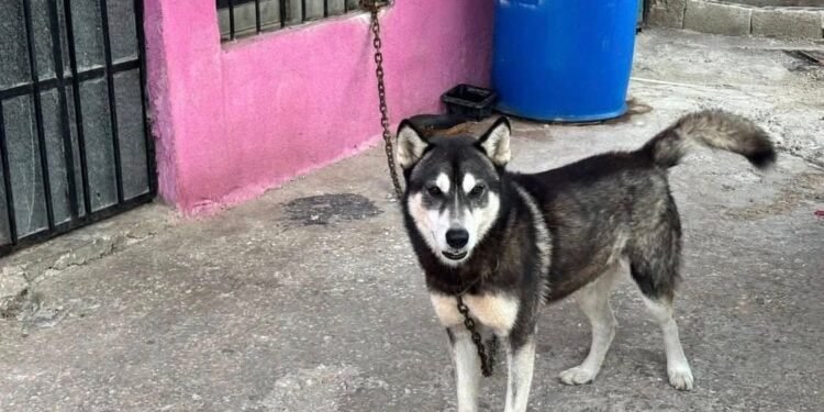 Maltrato a lomitos puede costar cárcel: Fiscalía actúa en Tepeyac y Minas