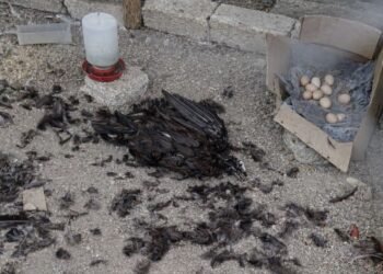 ¿Regresó el “Chupacabras”? Vecinos de Tenabo reportan pérdida masiva de aves