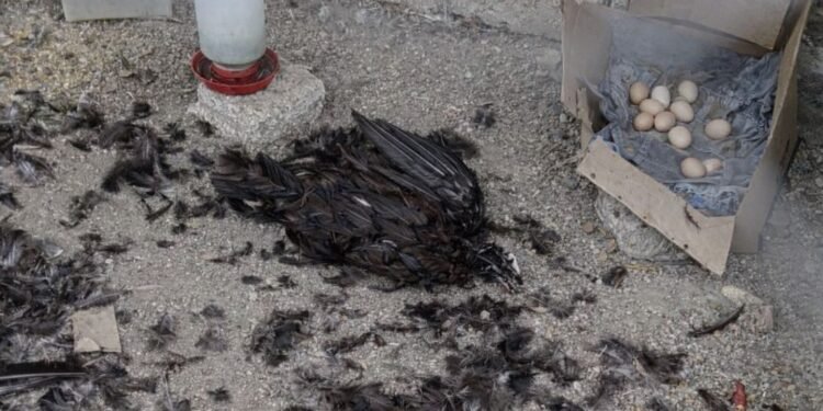 ¿Regresó el “Chupacabras”? Vecinos de Tenabo reportan pérdida masiva de aves