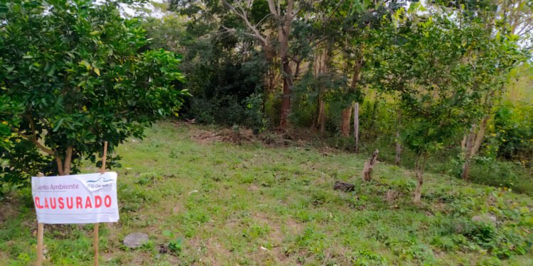 Profepa clausura CAT clandestino en Escárcega por ilegalidad forestal