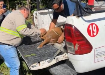 Venada sale del manglar y provoca accidente vial