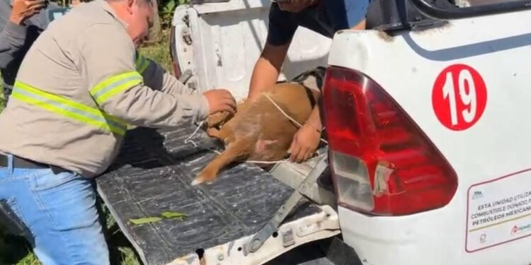 Venada sale del manglar y provoca accidente vial