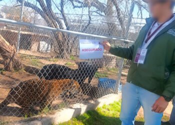 Recupera Profepa jaguares, cebras y otras especies en inspección a predio turístico