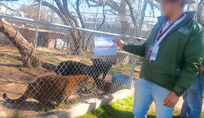 Recupera Profepa jaguares, cebras y otras especies en inspección a predio turístico