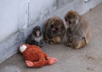 Ofrecen 250 mil dólares por Punch, el bebé mono japonés que se volvió viral