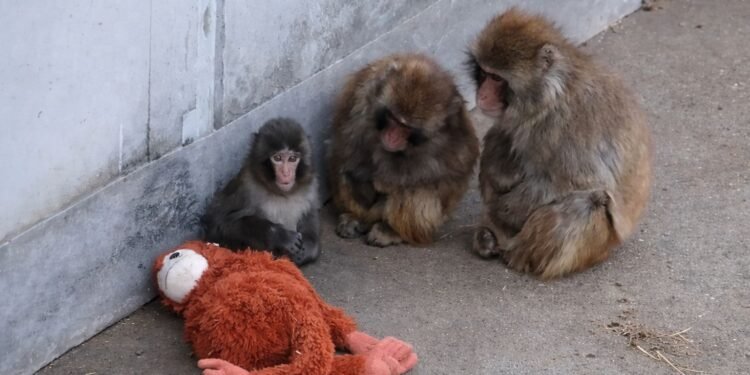 Ofrecen 250 mil dólares por Punch, el bebé mono japonés que se volvió viral