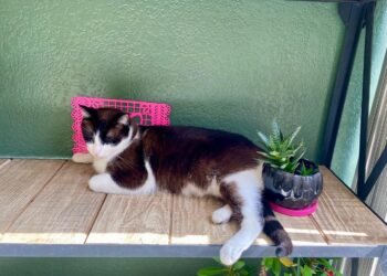 Apapacha mucho a tu michi porque hoy es Día Internacional del Gato