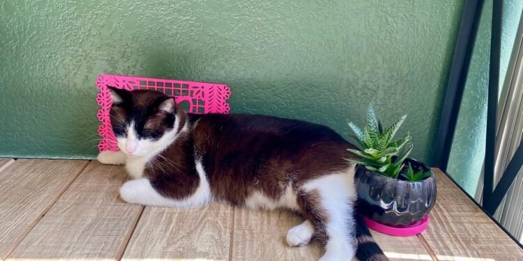 Apapacha mucho a tu michi porque hoy es Día Internacional del Gato