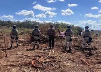 Arrasan con 52 hectáreas de selva en Champotón; Profepa impone clausura