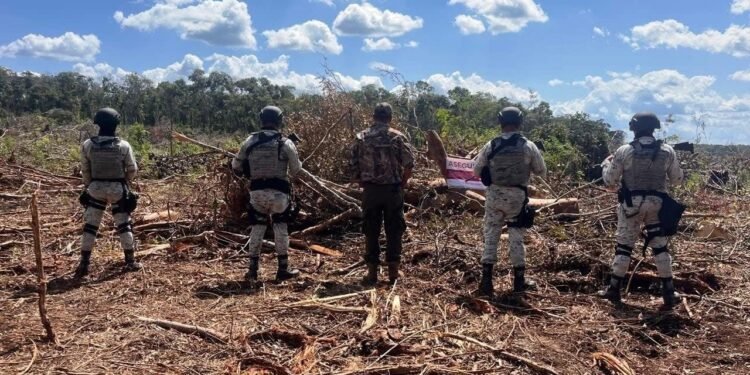 Arrasan con 52 hectáreas de selva en Champotón; Profepa impone clausura