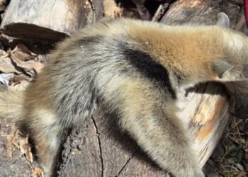 Oso hormiguero entra a vivienda en Hecelchakán; llaman a proteger la fauna silvestre